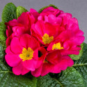 Primula A.  Daniella