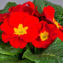 Primula A.  Daniella