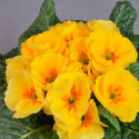 Primula A.  Daniella