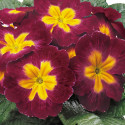 Primula A.  Danova