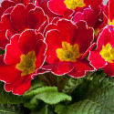 Primula A.  Danova