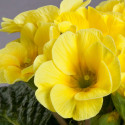 Primula A.  Danova