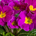 Primula A.  Danova