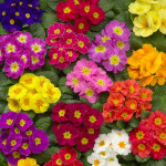 Primula A.  Danova...