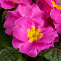 Primula A.  Danova