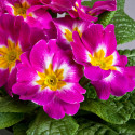 Primula A.  Danova