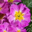 Primula A.  Danova