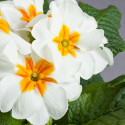 Primula A.  Danova