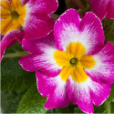 Primula A.  Danova