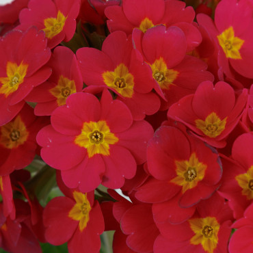 Primula Pol. Lightho...