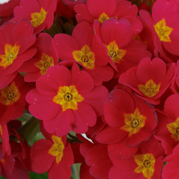 Primula Pol. Lighthouse