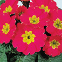 Primula A.  Pageant