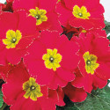 Primula A.  Pageant