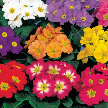 Primula A.  Pageant...