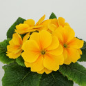 Primula A.  Princessa