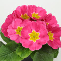 Primula A.  Princessa