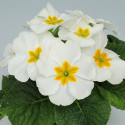 Primula A.  Princessa