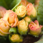 Primula A.  Rosanna...