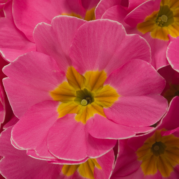 Primula Pol. Supernova