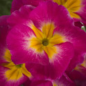 Primula Pol. Supernova