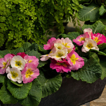 Primula A.  Sweet 16...