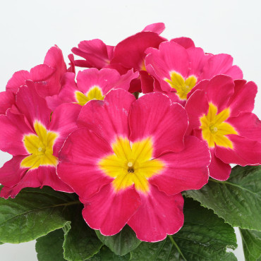 Primula A.  Princess...