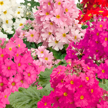 Primula Mal. Prima...