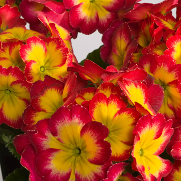 Primula Pol. Fire