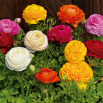 Ranunculus Bloomingd...