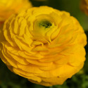 Ranunculus Bloomingdale II