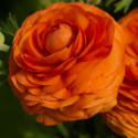 Ranunculus Bloomingdale II