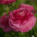 Ranunculus Bloomingdale II