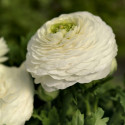 Ranunculus Bloomingdale II