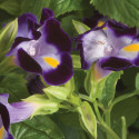 Torenia Little Kiss