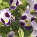 Torenia Little Kiss