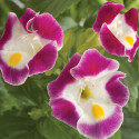 Torenia Little Kiss