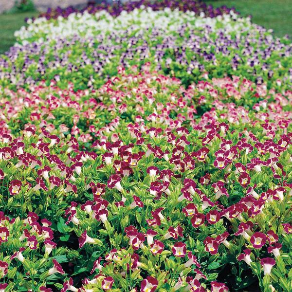 Torenia Little Kiss