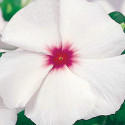 Vinca  Victory