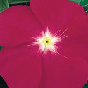 Vinca  Victory