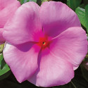 Vinca  Victory