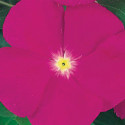 Vinca  Victory