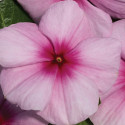 Vinca Vitalia