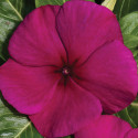 Vinca Vitalia