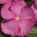 Vinca Vitalia