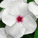 Vinca Vitalia