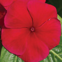 Vinca Vitalia