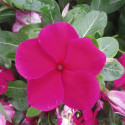 Vinca  Virtuosa