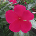 Vinca  Virtuosa