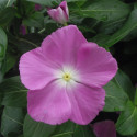 Vinca  Virtuosa