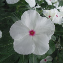 Vinca  Virtuosa